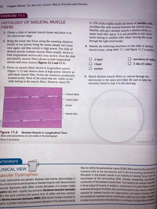 Chapter Eleven The Muscular System Muscle Structure | Chegg.com