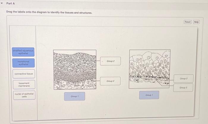 Drag The Labels Onto The Diagram To Identify The Structures