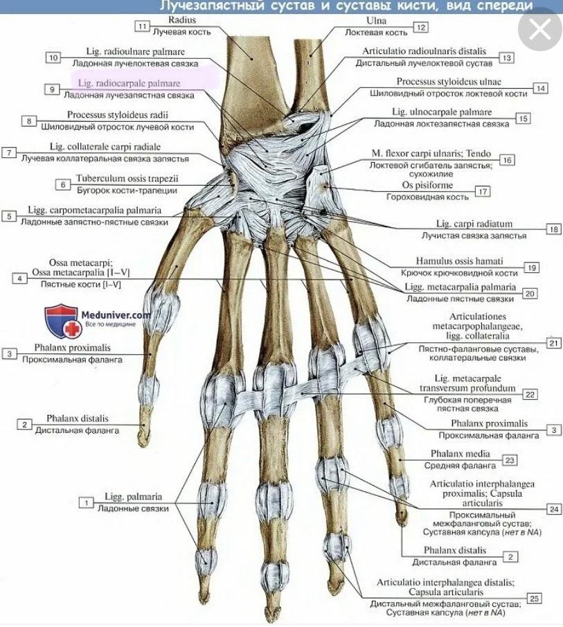 a csípőízületek deformáló artrózisa 2 3 fok