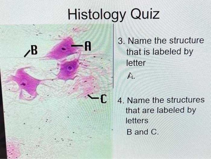 Histolngy Quiz 3. Name the structure that is labeled | Chegg.com