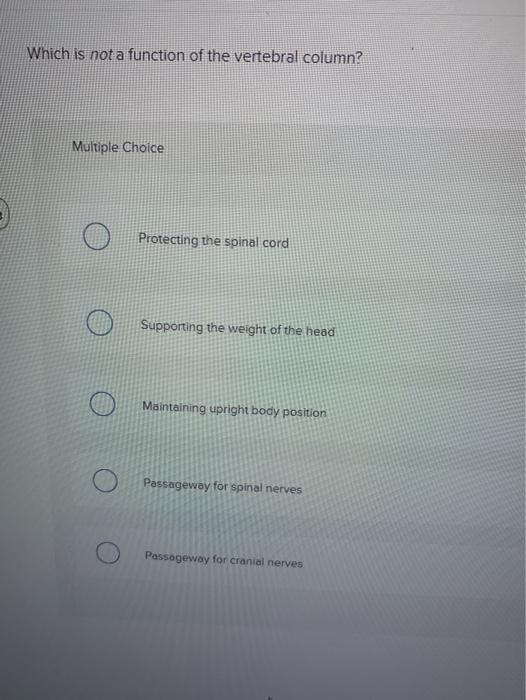 solved-which-is-not-a-function-of-the-vertebral-column-chegg