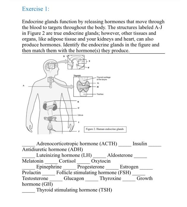 solved-exercise-1-endocrine-glands-function-by-releasing-chegg