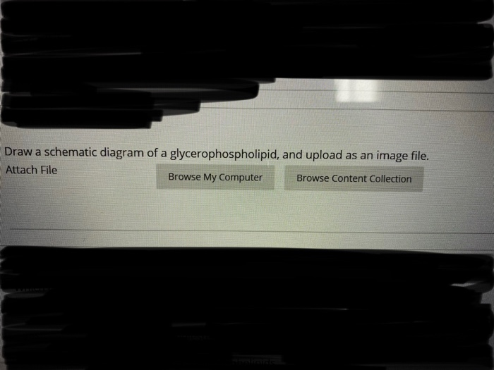 Solved Draw a schematic diagram of a glycerophospholipid, | Chegg.com