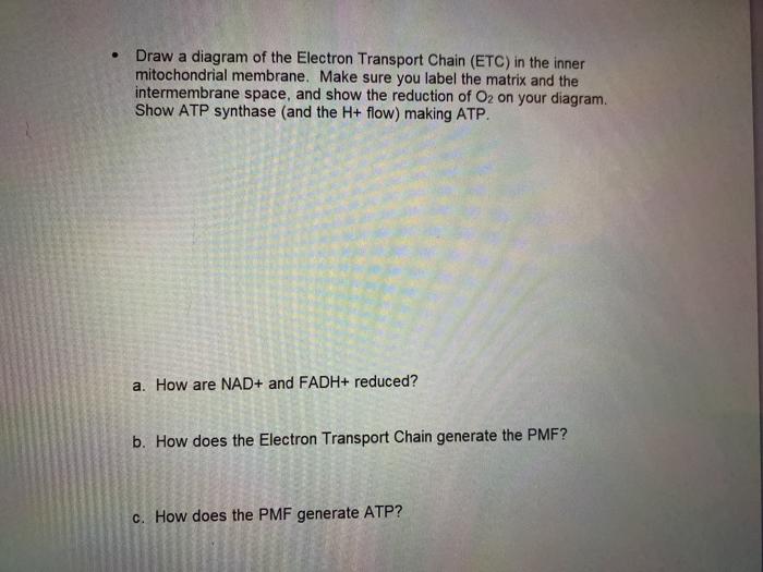 Solved Draw a diagram of the Electron Transport Chain (ETC) | Chegg.com