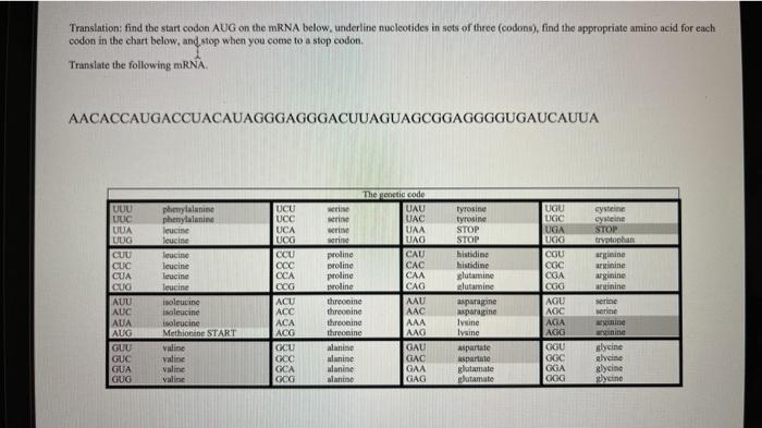 Solved Translation: find the start codon AUG on the mRNA | Chegg.com