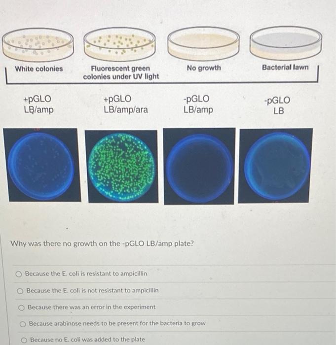 Solved Why was there no growth on the pGLO LB/amp plate?