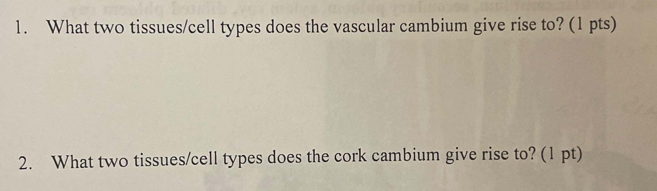 Solved What two tissues/cell types does the vascular cambium