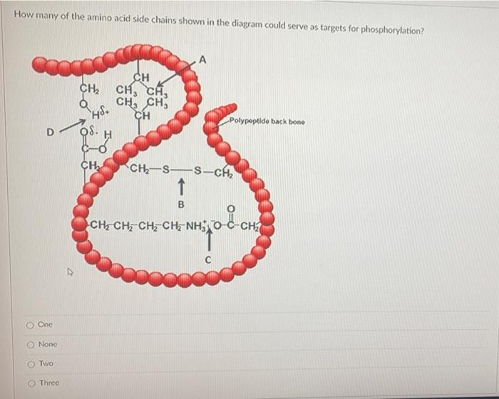 Solved How many of the amino acid side chains shown in the | Chegg.com