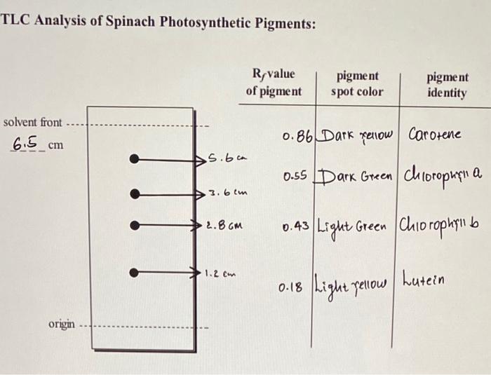 Solved TLC Analysis of Spinach Photosynthetic