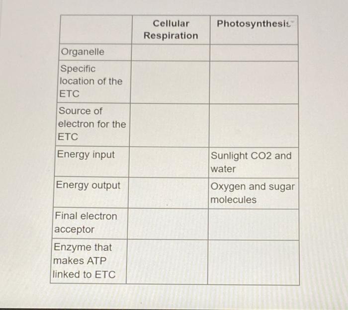 \begin{tabular}{|l|l|l|}
\hline & \multicolumn{1}{|c|}{ Cellular Respiration } & Photosynthesic \\
\hline Organelle & & \\
\h