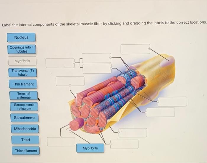 skeletal muscle fiber labeled