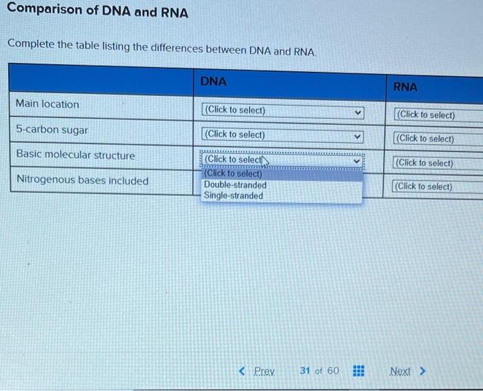 Solved Comparison of DNA and RNA Complete the table listing | Chegg.com