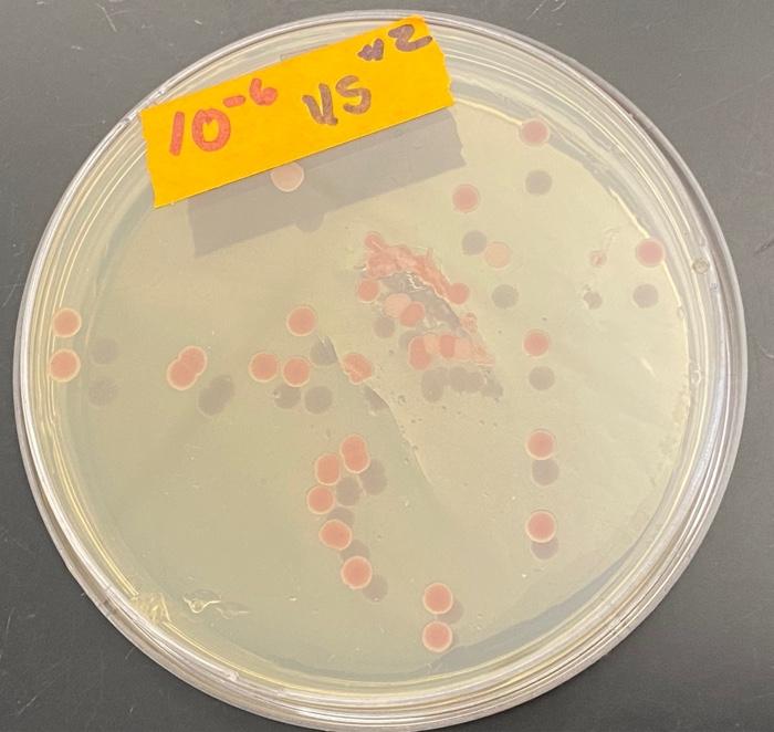 microbiology forget one and 2 but do the rest of fir | Chegg.com