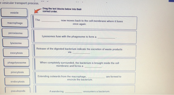 Solved E Vesicular Transport Process Drag The Text Blocks Chegg Com