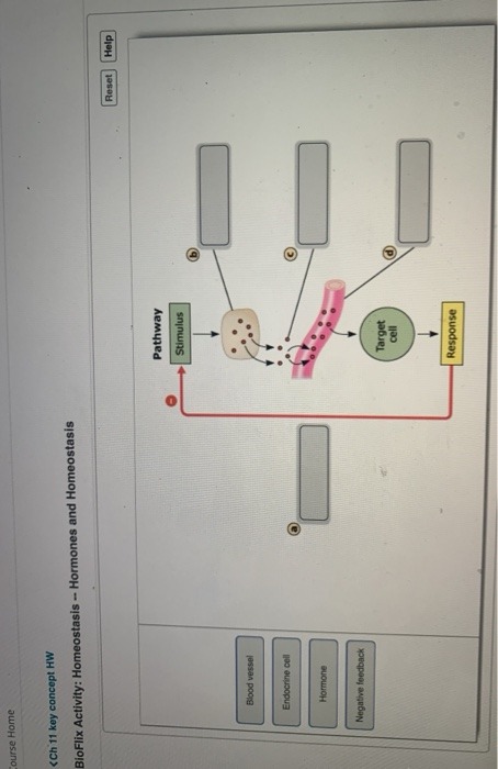 Course Home Ch 11 Key Concept Hw Bioflix Activity Chegg 