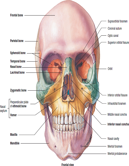 Solved: A direct blow to the nose may result in a “broken nose.” U ...