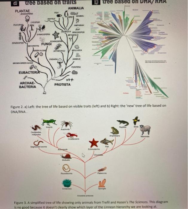 Solved Aristotle's system of categorizing animals according | Chegg.com