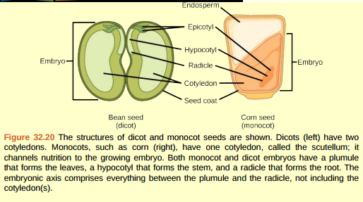 Solved Figure 32 20 What Is The Function Of The Cotyledon A Chegg Com