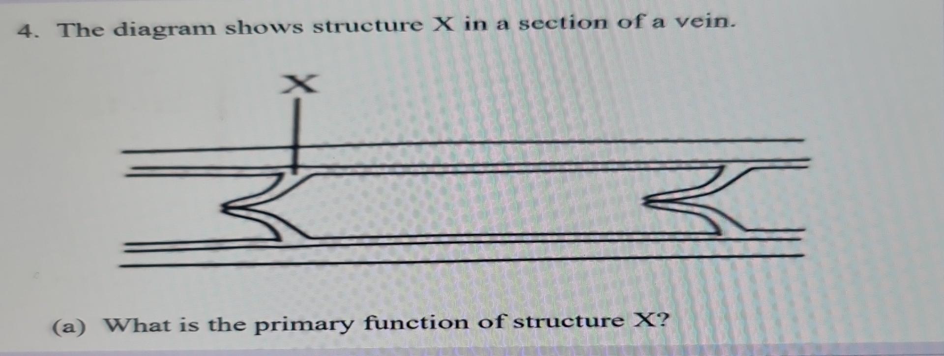 Solved 4. The diagram shows structure X in a section of a | Chegg.com