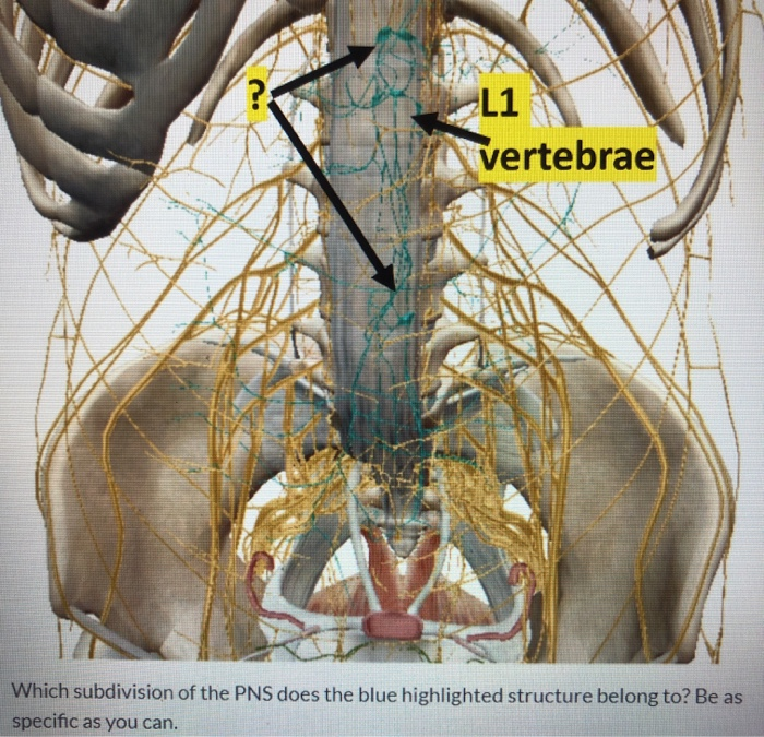 Solved L1 vertebrae Which subdivision of the PNS does the | Chegg.com