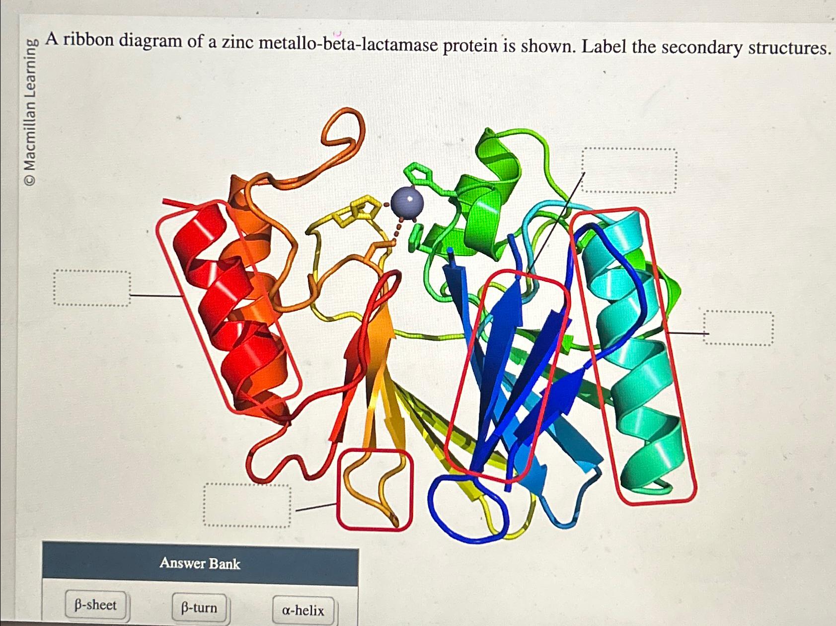 Solved A ribbon diagram of a zinc metallo-beta-lactamase | Chegg.com