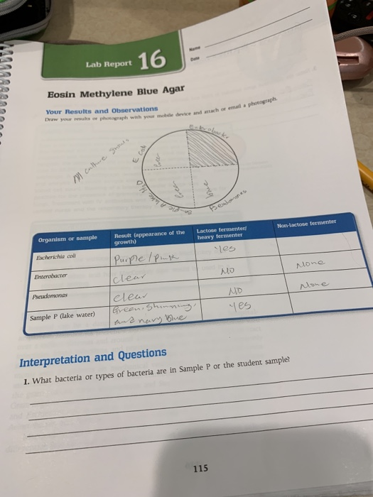Solved Lab Report 16 GMA Eosin Methylene Blue Agar