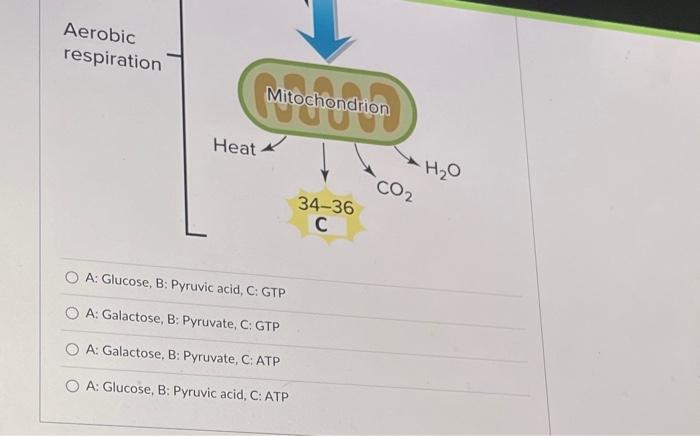 Solved The cellular respiration process is depicted below. | Chegg.com
