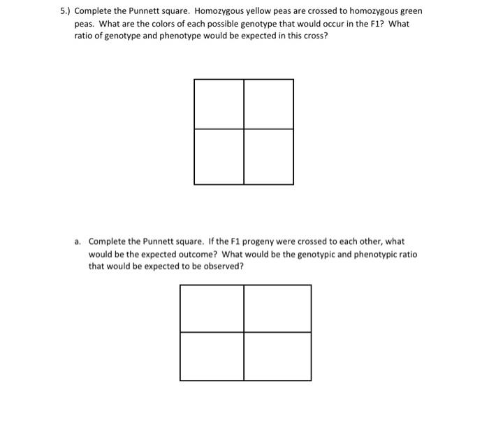 Solved 5.) Complete the Punnett square. Homozygous yellow | Chegg.com