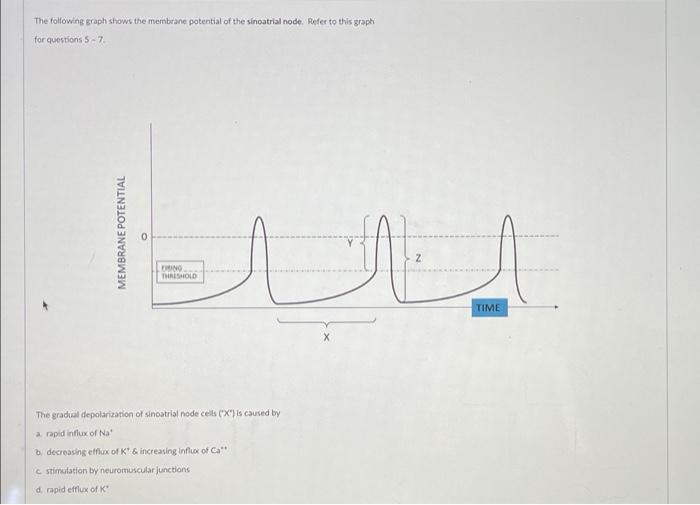 Solved The following graph shows the membrane potential of | Chegg.com