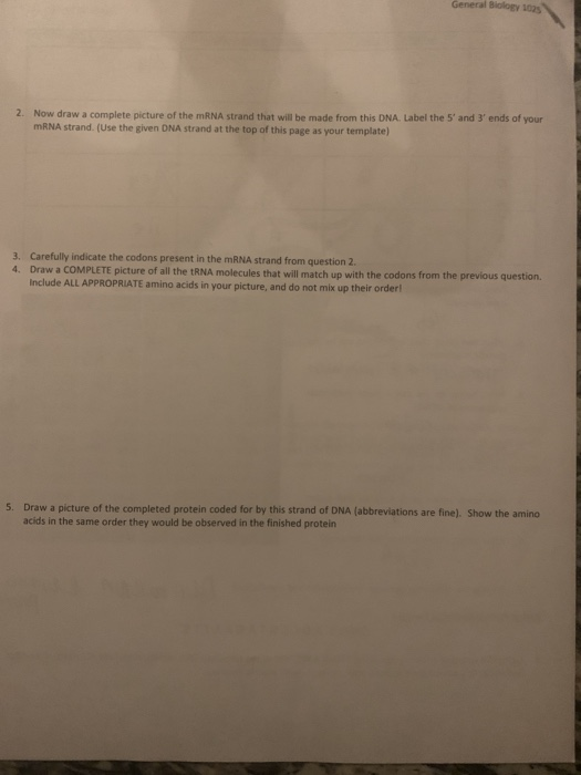 Solved Part 2: Protein Synthesis Exercise DNA: 3' AGCCGTAGA | Chegg.com