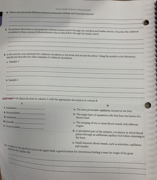 Solved Review Sheet: Anatomy of Blood vessels 4. What is the | Chegg.com