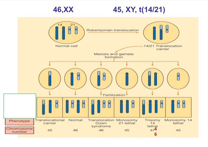 最新 Xy 21