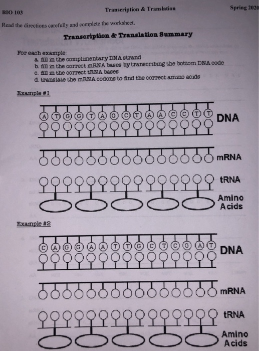 Solved Transcription & Translation BIO 103 Spring 2020 Read | Chegg.com