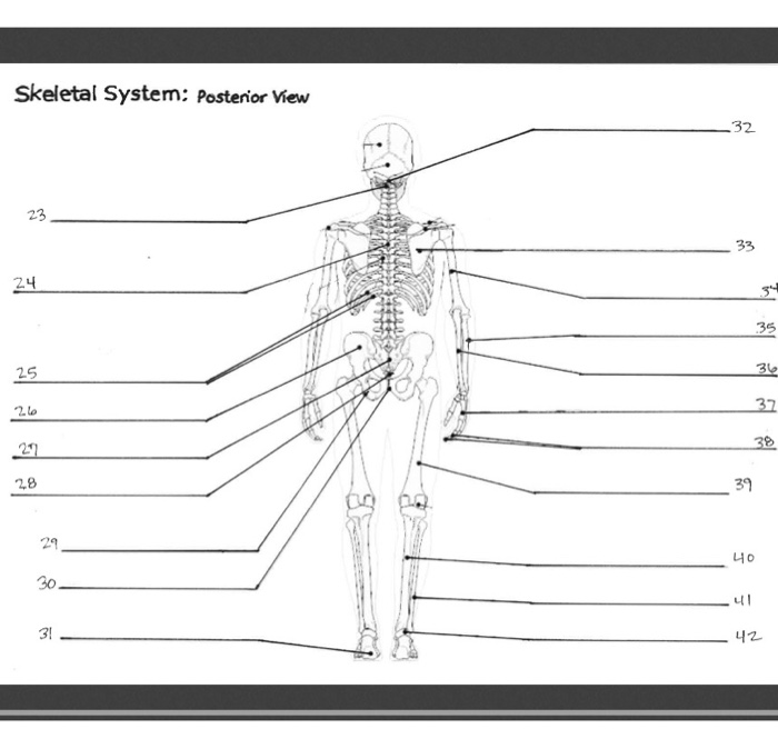 Homework help skeletal system