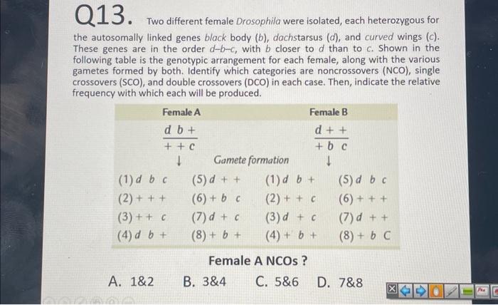 Solved Q13. Two Different Female Drosophila Were Isolated, | Chegg.com