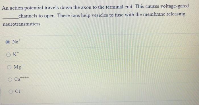 Solved An action potential travels down the axon to the | Chegg.com