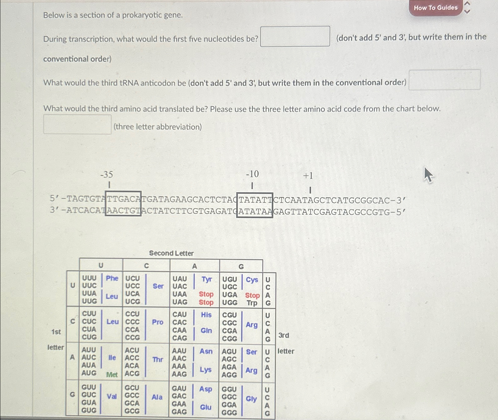 Solved Below is a section of a prokaryotic gene.During | Chegg.com