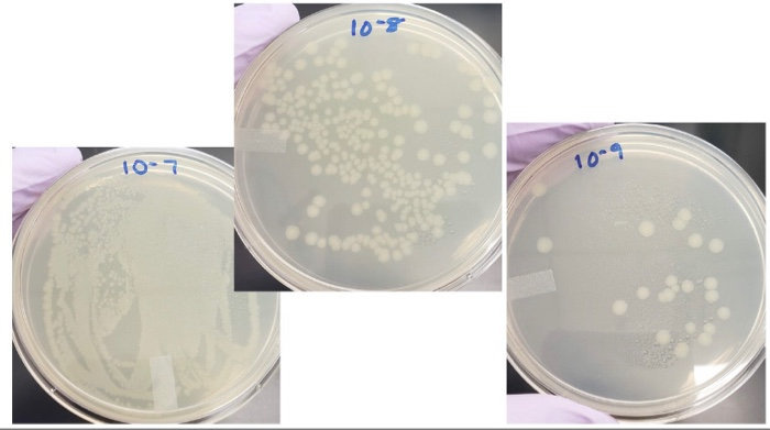 Solved LAB 7: SERIAL DILUTIONS (VIABLE PLATE COUNTS) 1. How | Chegg.com