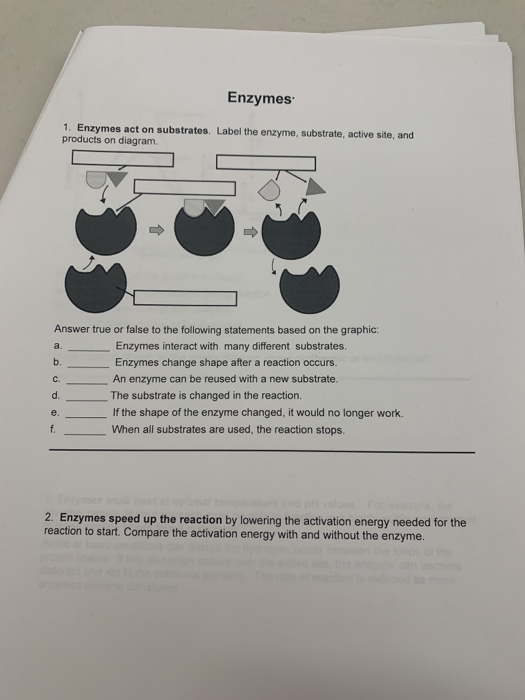 Solved Enzymes 1. Enzymes act on substrates. Label the