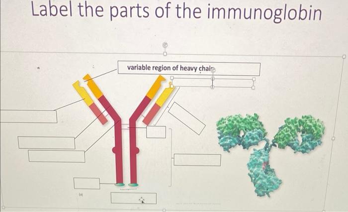 Solved Label the parts of the immunoglobin variable region | Chegg.com