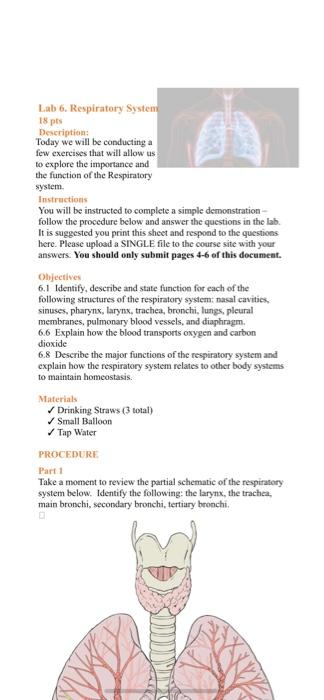 Solved Lab 6. Respiratory System 18 pas Descriptien: Today