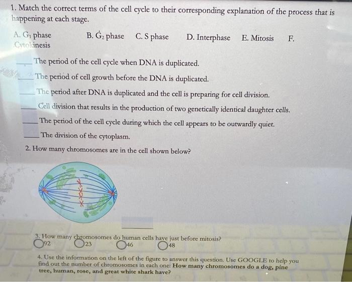 Solved 1. Match the correct terms of the cell cycle to their | Chegg.com