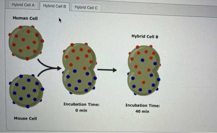 frye and edidin experiment quizlet