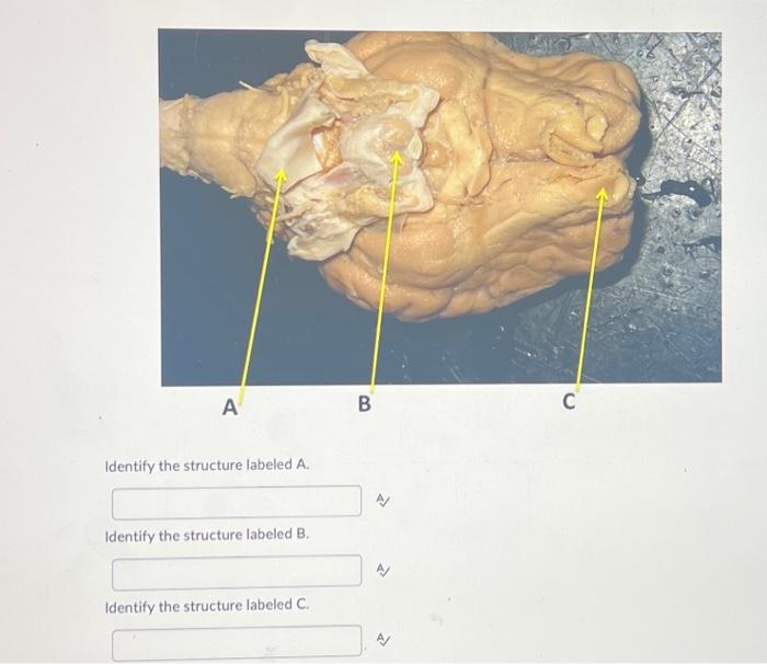 Solved Identify The Structure Labeled A. Identify The | Chegg.com