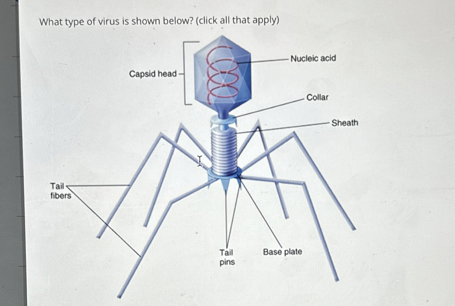 Solved What type of virus is shown below? (click all that | Chegg.com