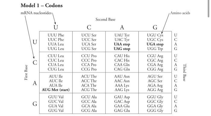 Solved Model 1 Codons Mrna Nucleotides Amino Acids U А G с