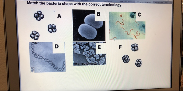 Solved Match The Bacteria Shape With The Correct Terminol Chegg Com