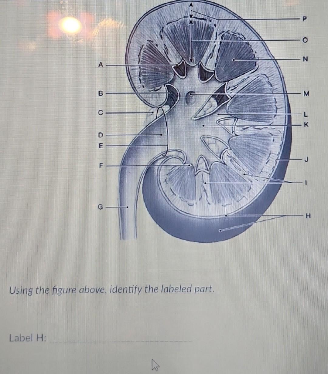 Solved Using the figure above, identify the labeled part. | Chegg.com