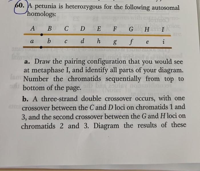 Solved Result of double crossovers in a triple heterozygote