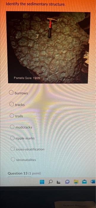 Identify the sedimentary structure.
Pamela Gore 1985
burrows
O tracks
Otrails
OO
mudcracks
?ripple marks
O cross-stratificati